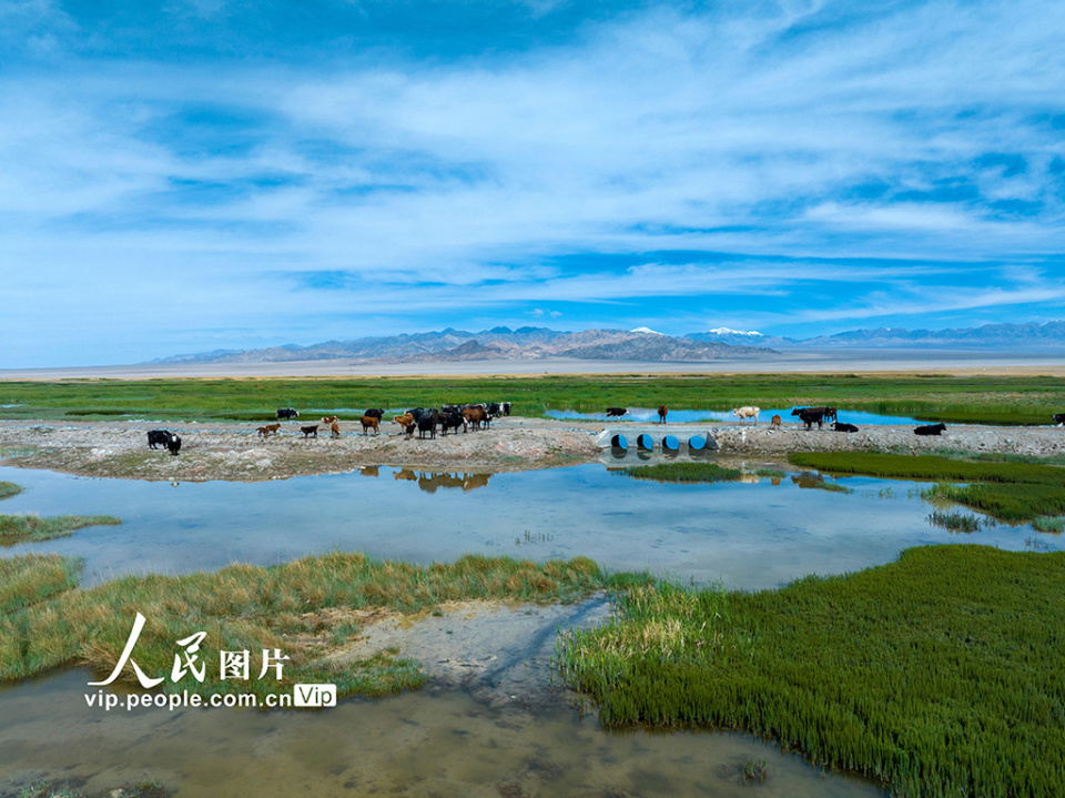 甘肃阿克塞:苏干湖湿地生态美