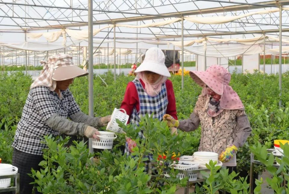 澄江市右所镇加快农贸分离打造蓝莓全产业链