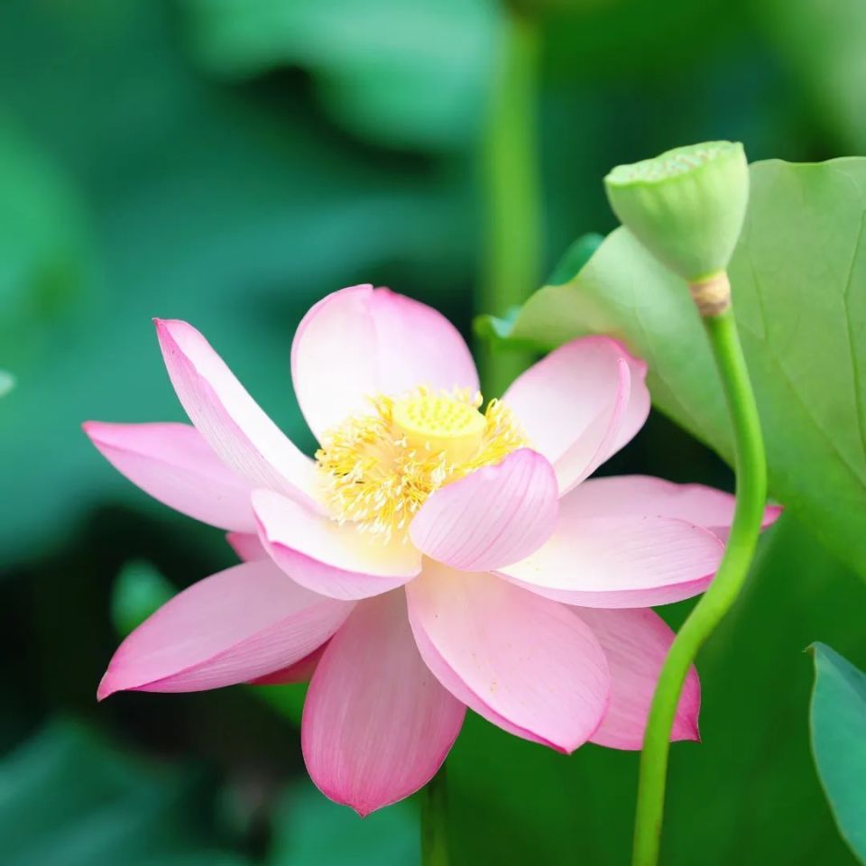 台州再添一处网红打卡地,100多亩荷花盛开