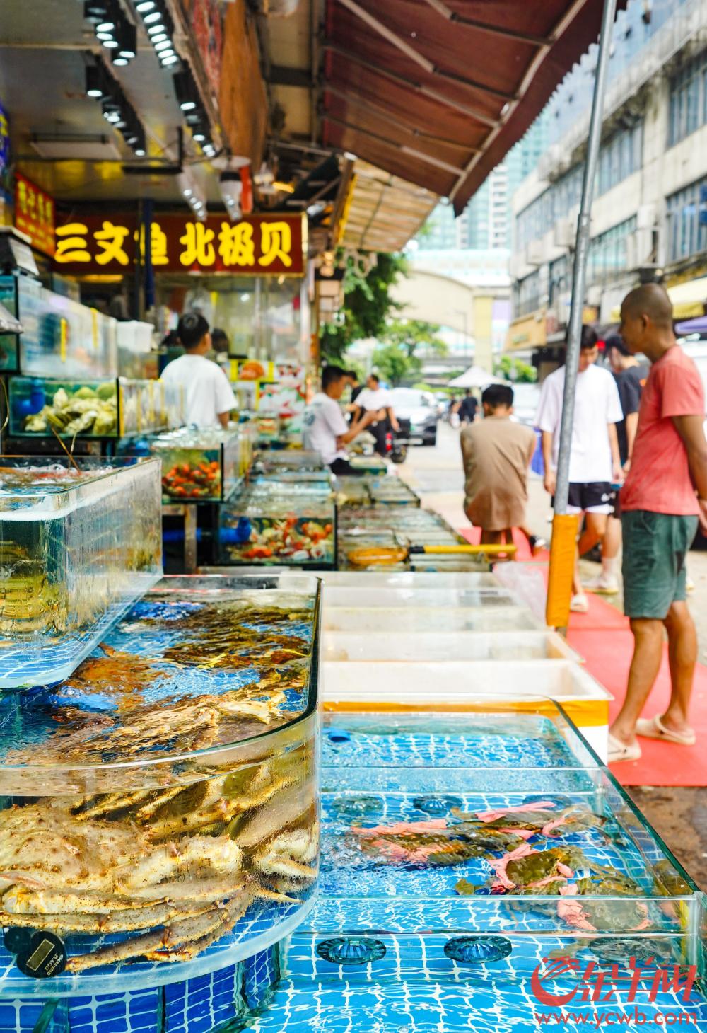 们挑选海鲜鱼摊摊主麦先生在广州黄沙水产品市场卖海鲜已有五六年了