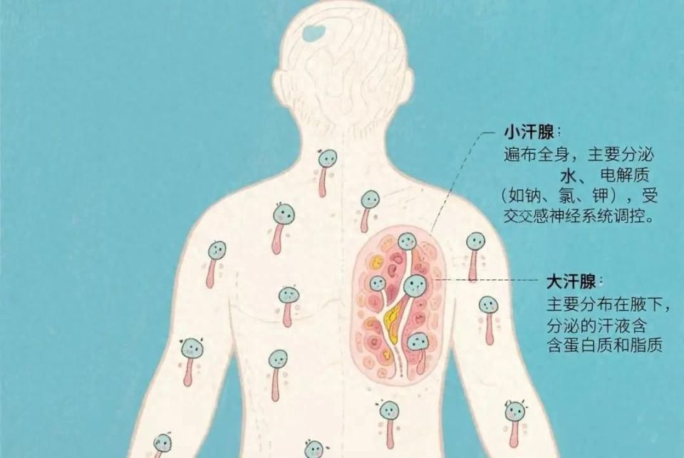 出汗异常或是身体警报？一文详解出汗生理及健康指导