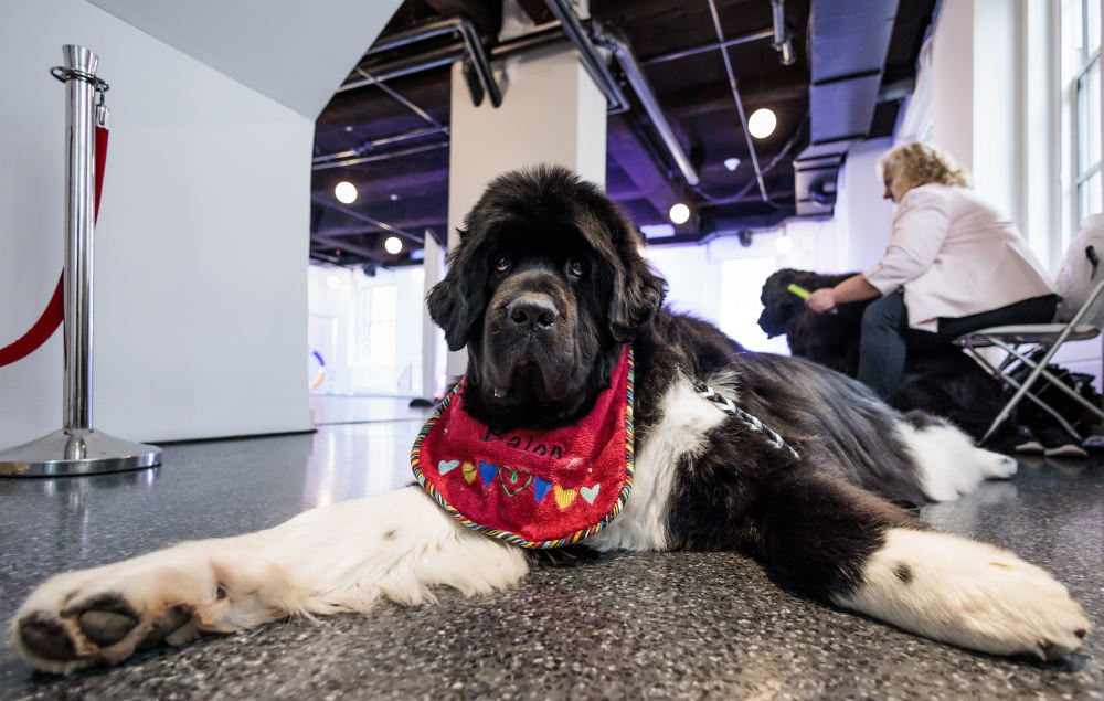 在美国纽约举行的威斯敏斯特犬展新闻发布会上拍摄的一只克罗福兰德犬