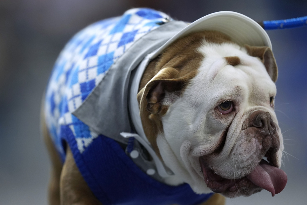 斗牛犬选美比赛