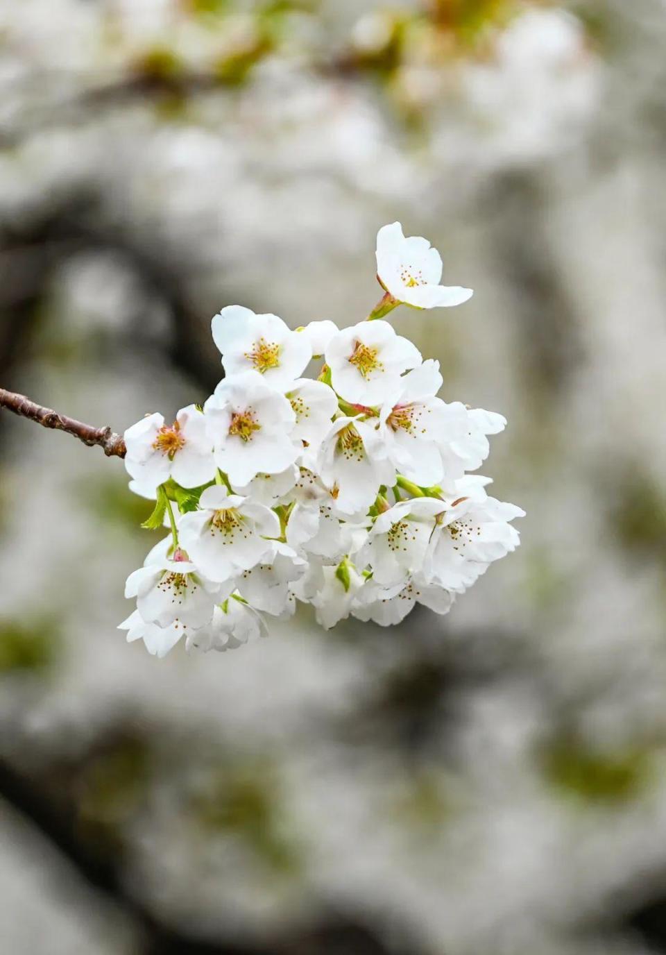 4月的浪漫是樱花给的,山东"醉"美赏樱地来了!