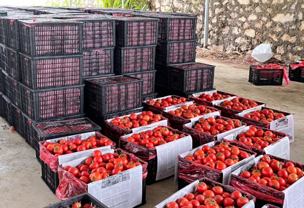 关岭大理村:百亩西红柿 迎夏喜丰收