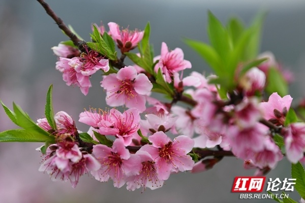 【每日一图@湖南】江永瑶乡十里桃花盛开,正是赏花好时节