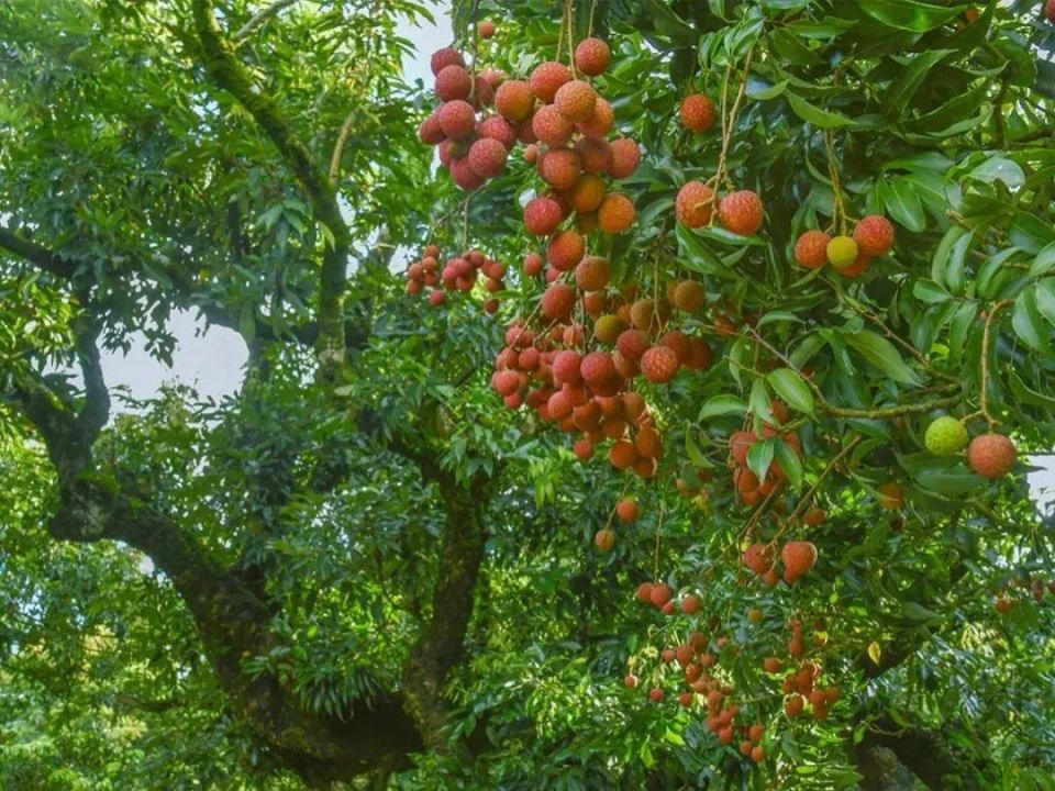 价格翻了好几倍,今年荔枝大涨价是何原因?极端天气影响产量大减