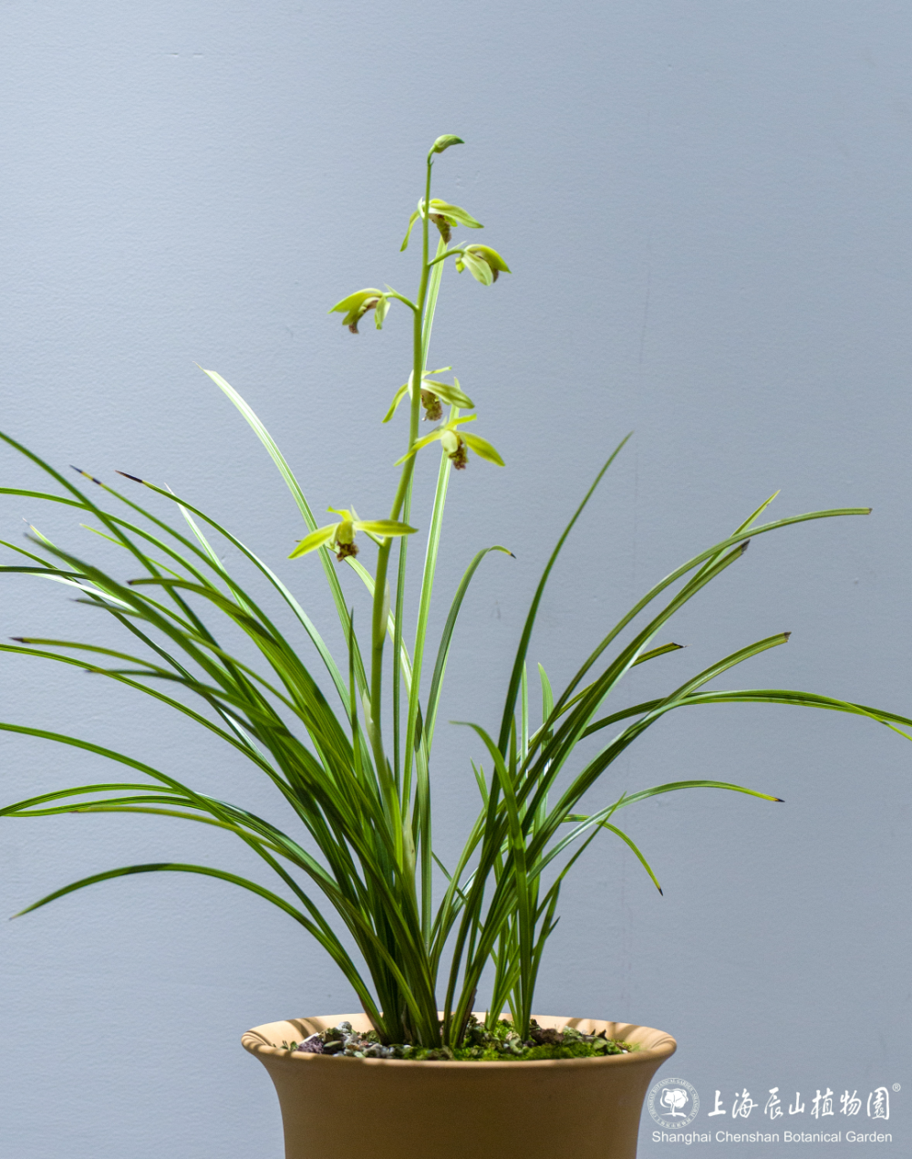 30余种精品蕙兰一次赏!蕙之华国兰特展持续至5月12日,欲赏从速噢