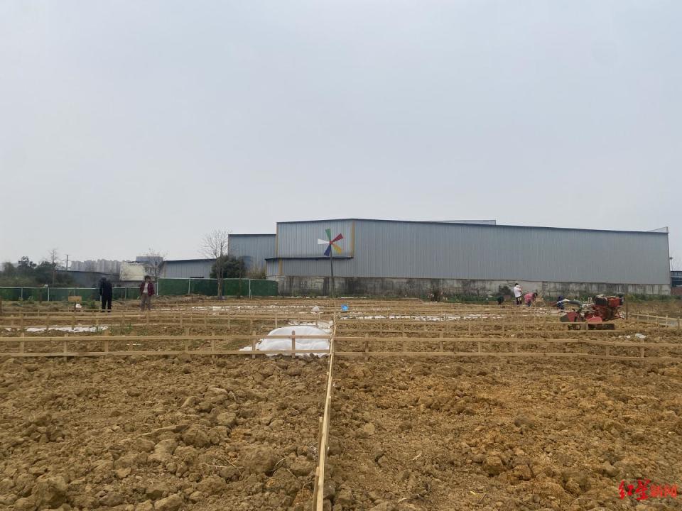 周末种地忙成都一社区推出210块共享菜地上线就被抢完了