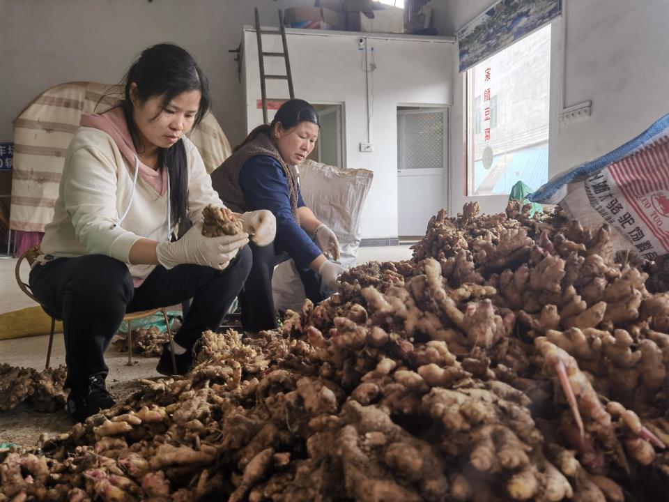 [南方生姜网-图片加载]
