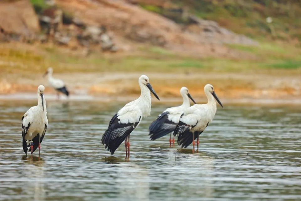 稀客变常客!绝迹珍稀鸟类屡屡"做客"桂林