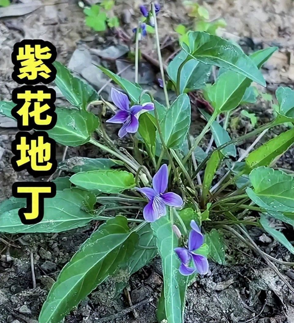 路边常见的小紫花，竟是解毒良药——紫花地丁