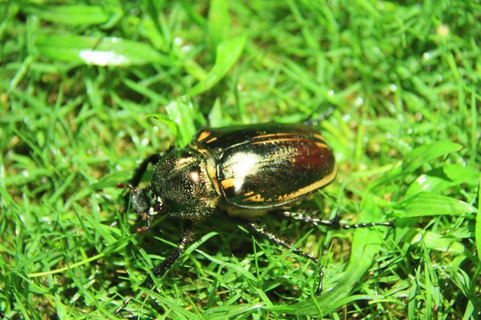 "灭绝"金龟子再现四川