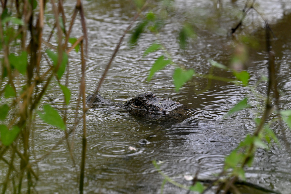 5月21日,调查人员在安徽扬子鳄国家级自然保护区南陵长乐片区发现的