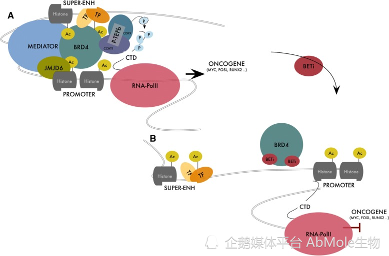 AbMole小课堂丨JQ1：BRD4抑制剂，在肿瘤、免疫和细胞分化研究中的应用_腾讯新闻