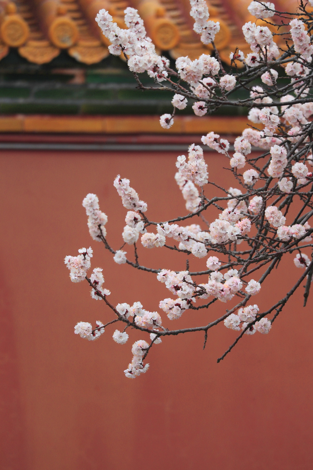 杏花真实图片大全图片