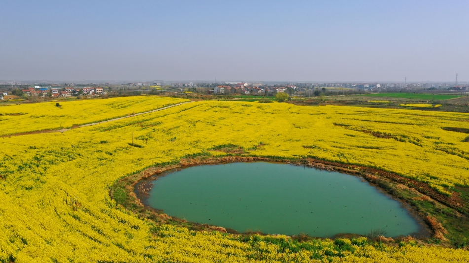 最佳观赏期新洲区176万亩油菜花盛开