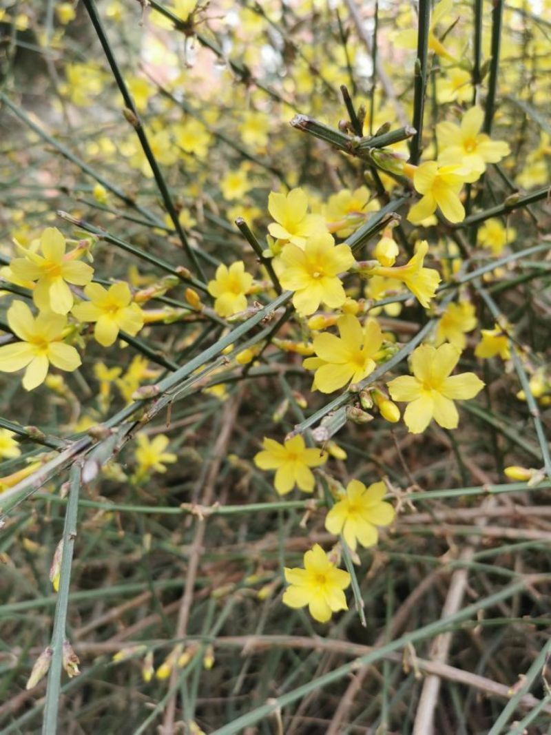 为健康护航的早春使者连翘