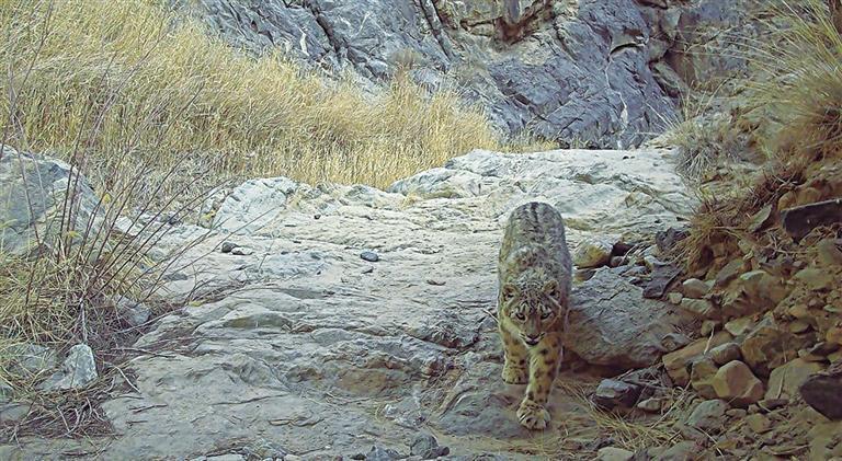 安南坝保护区再次发现雪豹踪迹