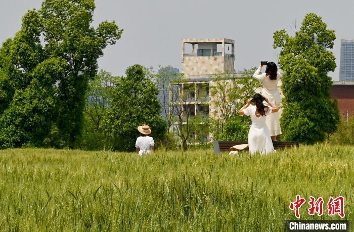 成都:麦田景观吸引游客拍照打卡