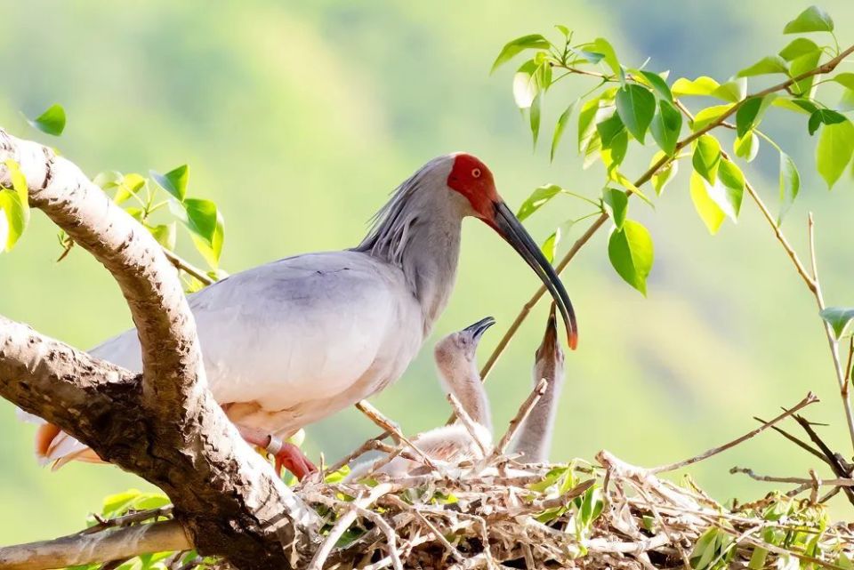 37只"铜川籍"朱鹮出生