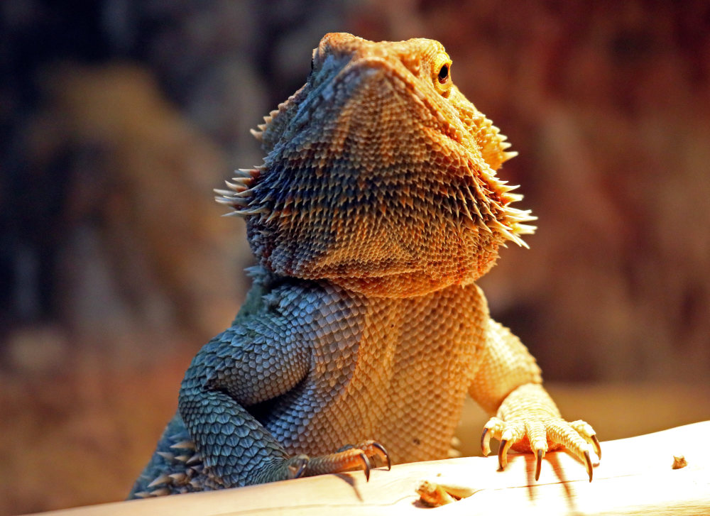 俄罗斯动物园里的爬行动物3