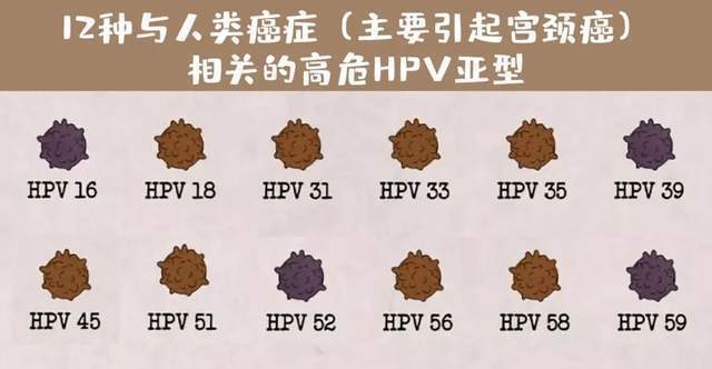 hpv16/18/31/33/35/39/45/51/52/56/58/59/68定義為高危型,而將hpv 26