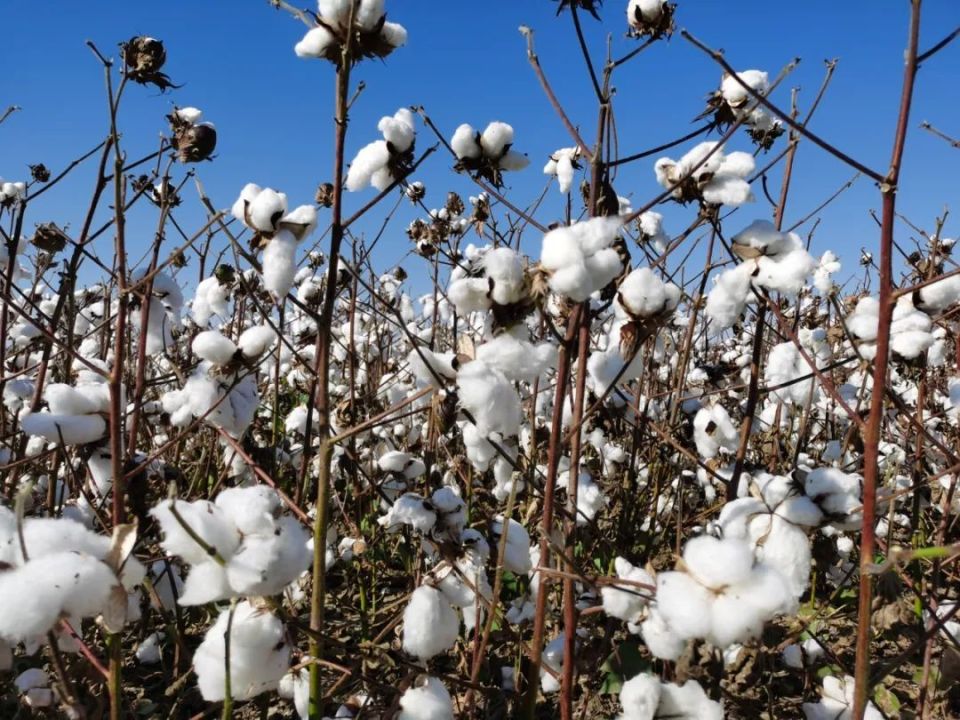石河子垦区棉花陆续开采