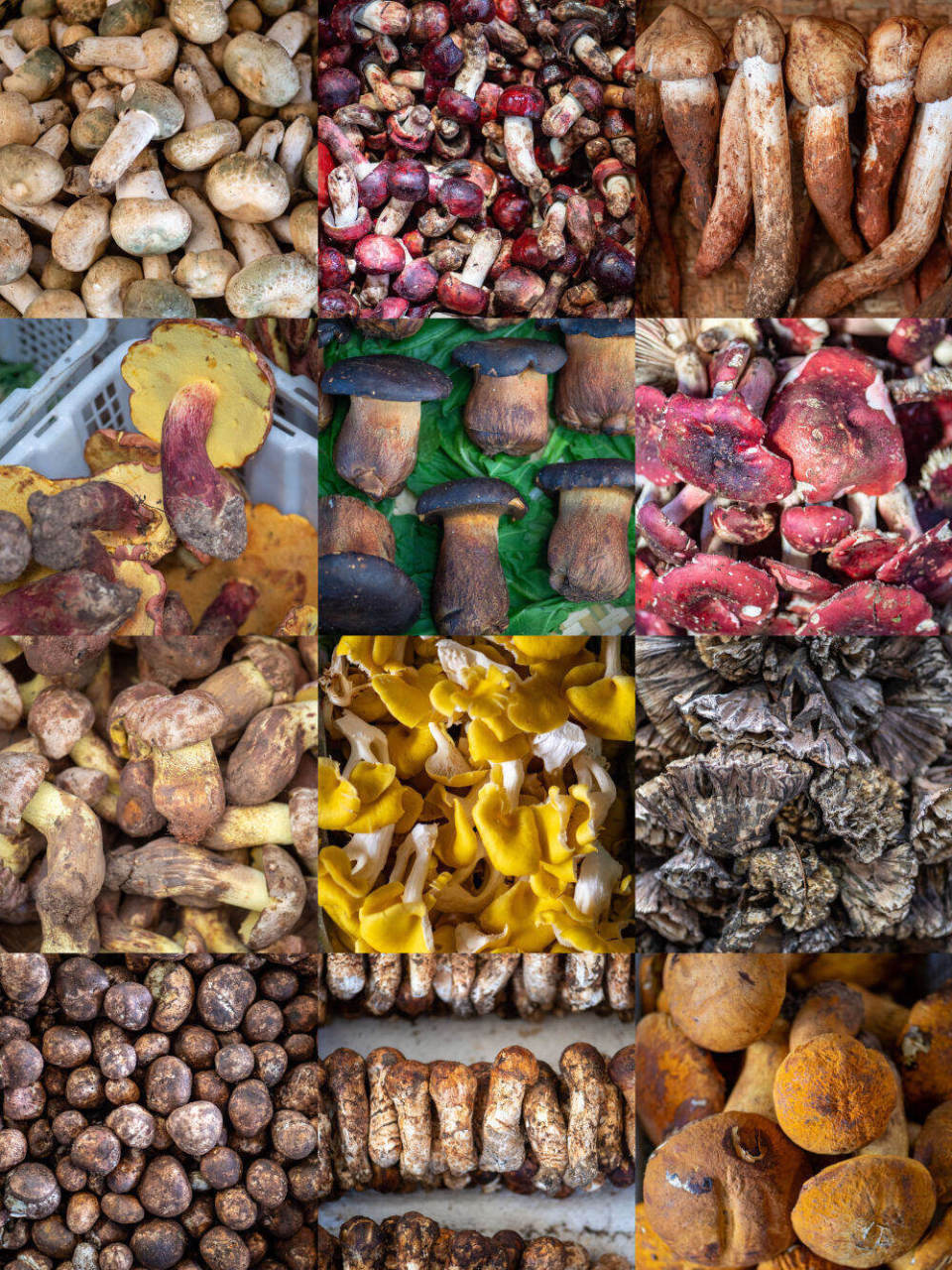 云南今年第一波野生菌上市!是时候复习"防毒"指南啦