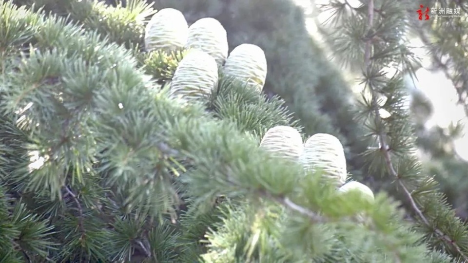 武汉三棵雪松结出鹅蛋大小果子