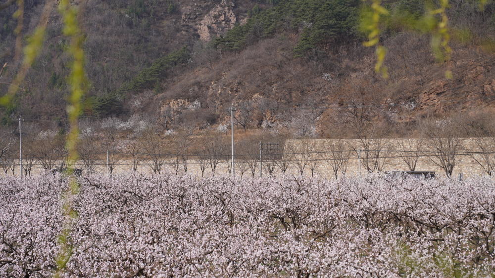 平谷区北寨村杏花进入最佳观赏期