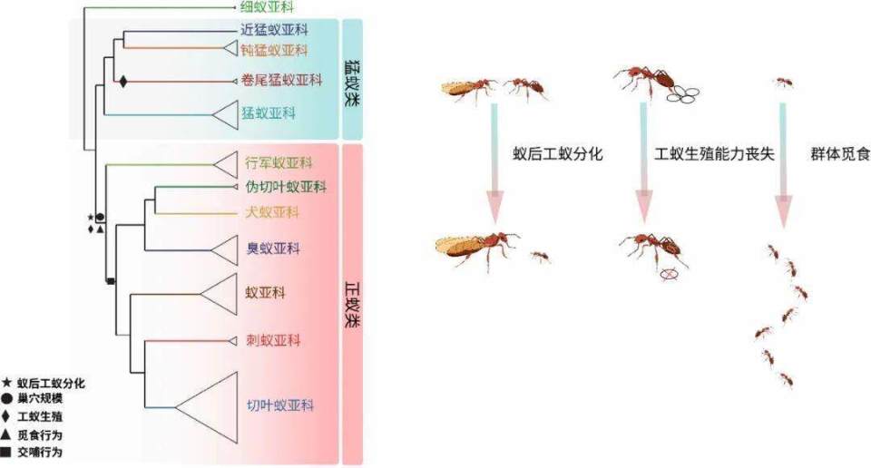 全球蚂蚁基因组联盟重磅研究：揭开蚂蚁社会