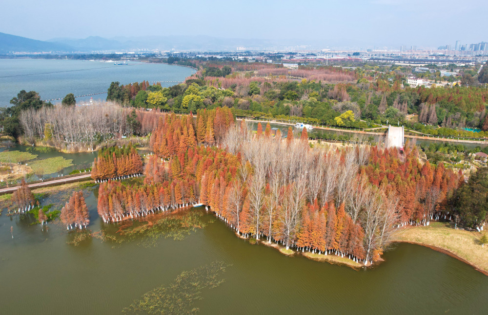 云南昆明:湿地公园 景色如画