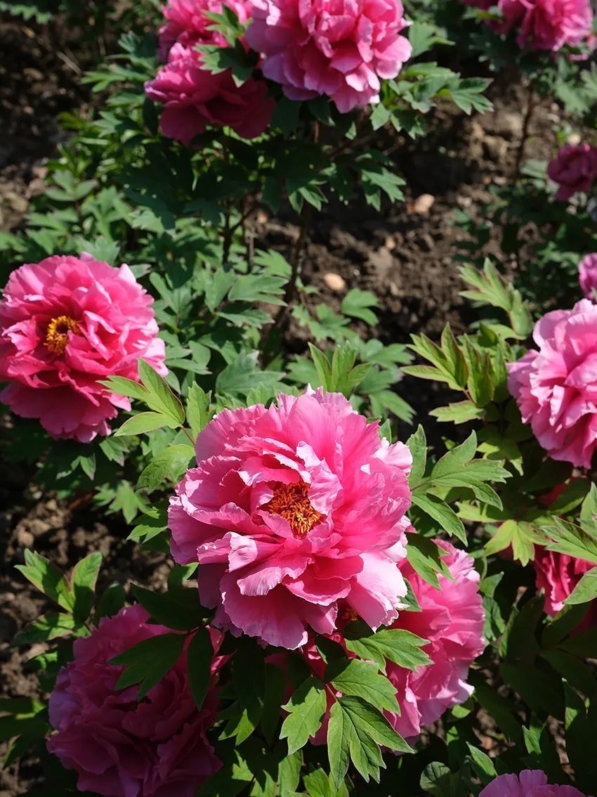 白人饭,不如古人饭