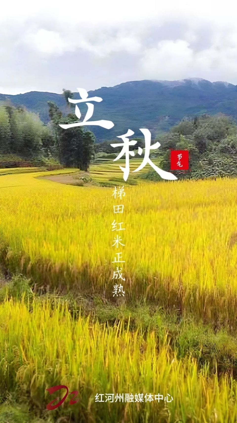 立秋 红河一片"丰"景如画