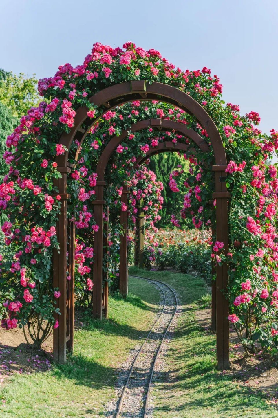 滨江森林公园的月季迎来最佳观赏期