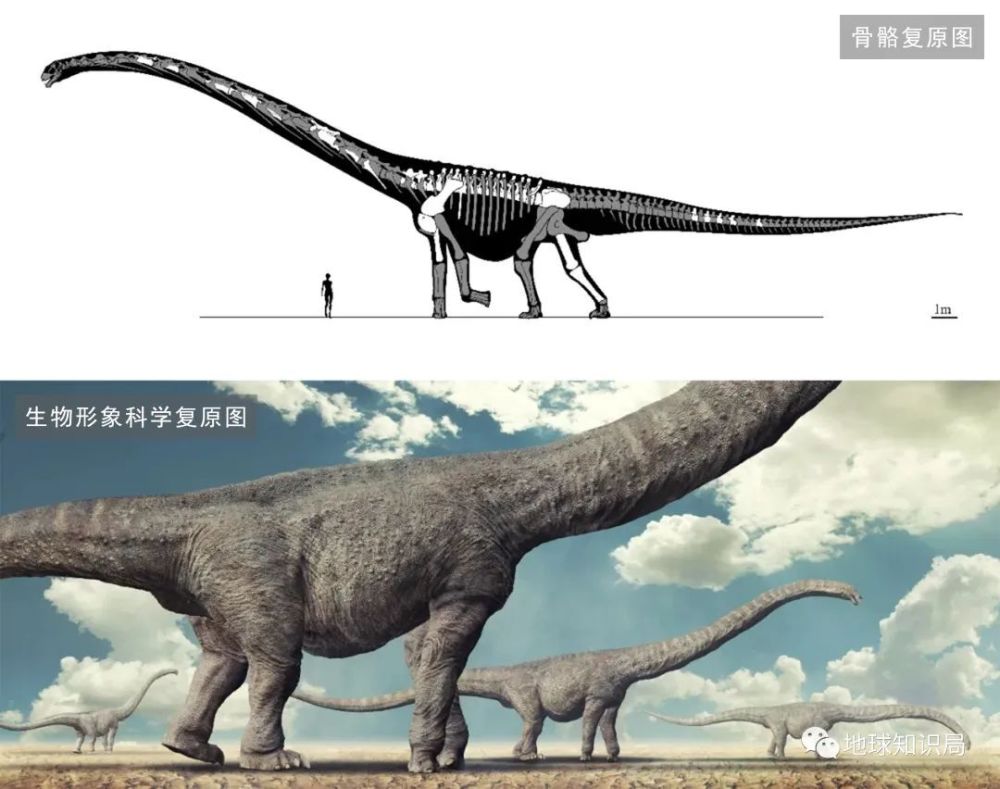 龙动物群部分化石2007年,河南自然博物馆在栾川县秋扒乡发现了埋在晚