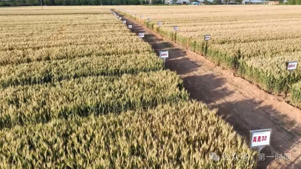 42个小麦新品种集体亮相  助力农民增收