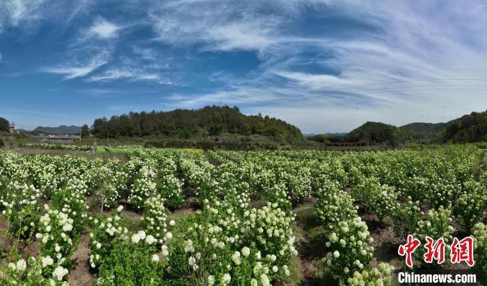 千亩绣球花开江西广丰中华木绣球博览园开园