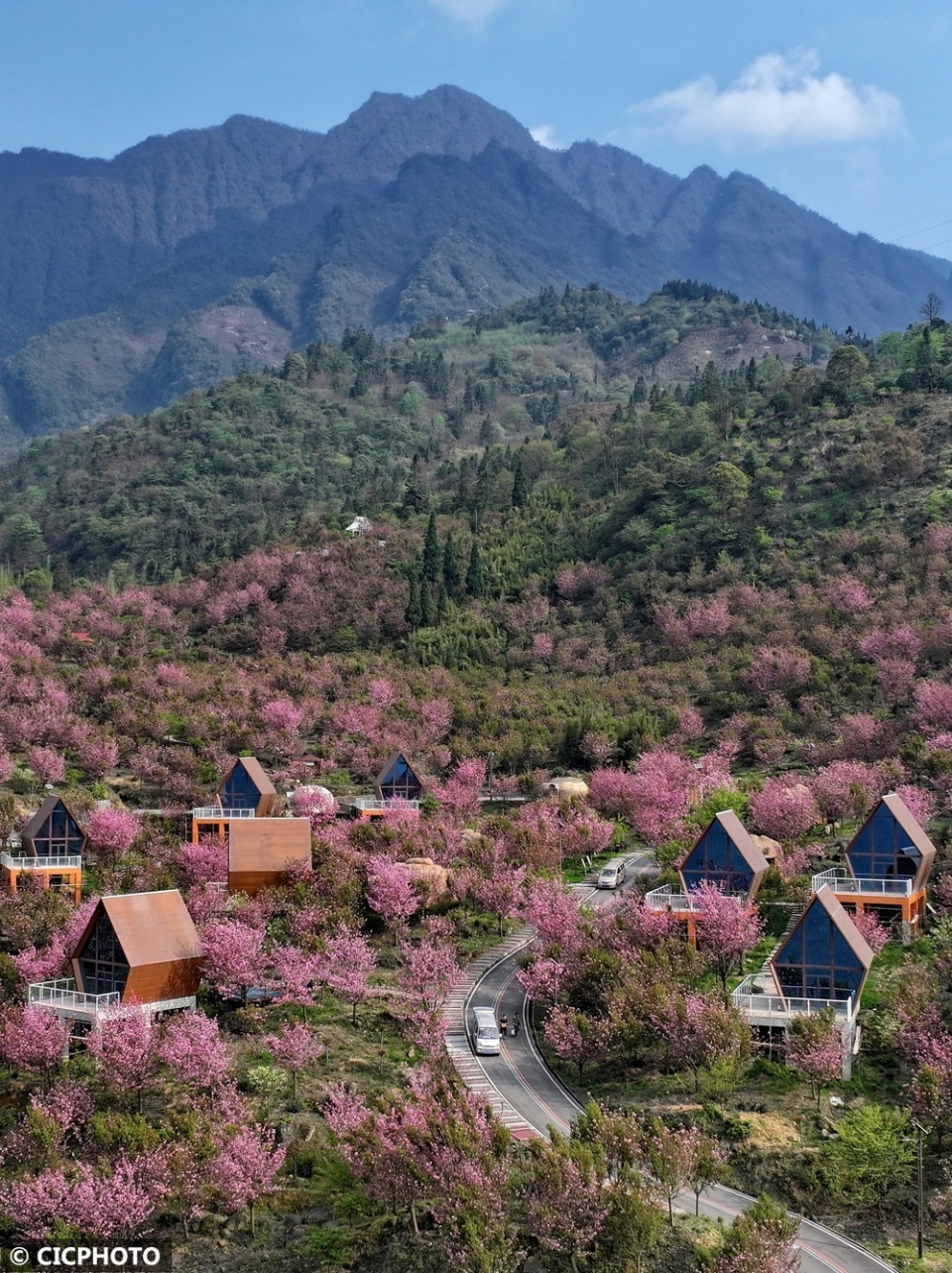 山花烂漫