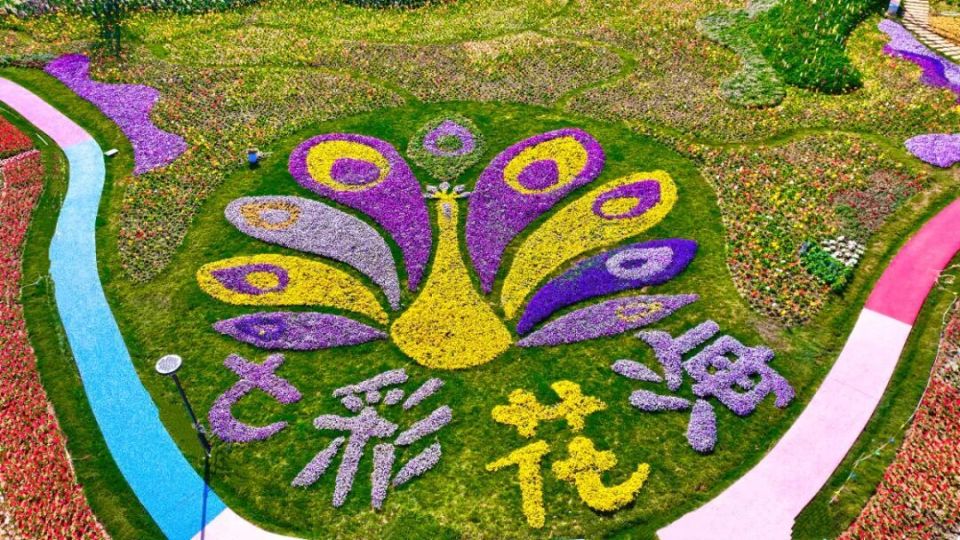新春走基层|云南斗南七彩花海开门迎客滇池畔“孔雀开屏”点亮浪漫经济