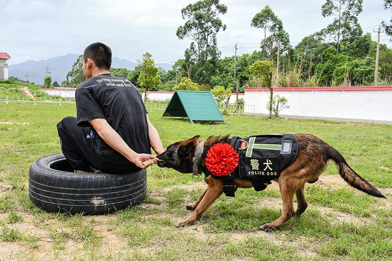 奇兵神犬冠军现状图片