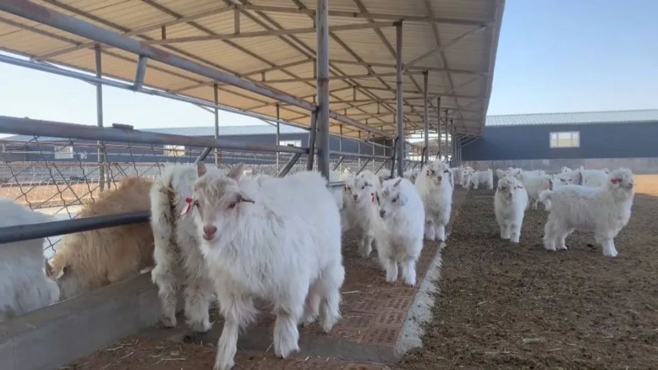 基地建立阿拉善白绒山羊积极开展阿拉善白绒山羊品种选育现代特色农