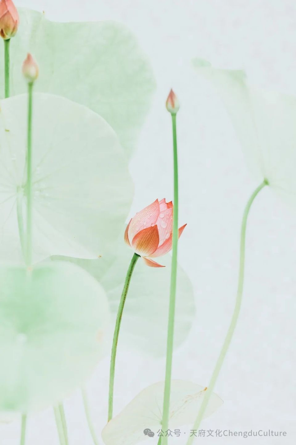 也没有想揪一朵的意思,小盆小景,花瓣盈盈.