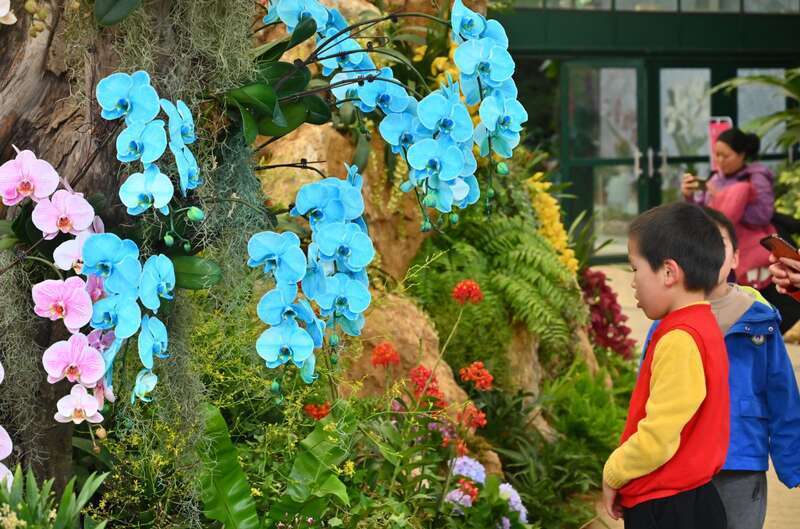 華南國家植物園春節期間舉辦珍奇蘭花展 | 錦繡中國年