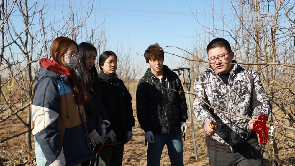 千城百县看中国河北孟村果树剪枝忙丰收有保障