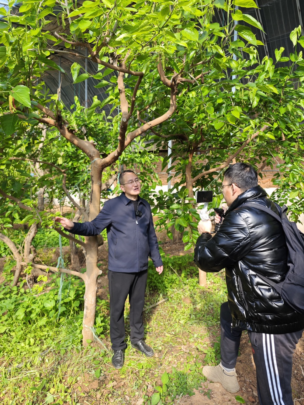 涞水北七山村紫珍珠撑起村民的钱袋子