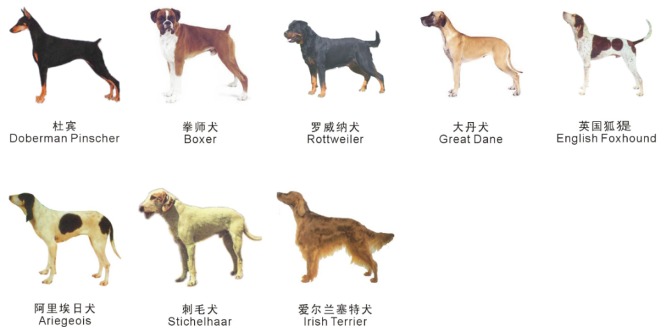 苏州禁养38种烈性犬
