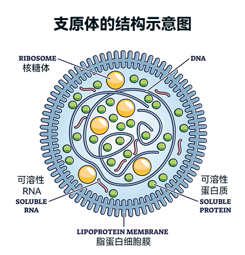 图解|支原体肺炎来势汹汹,这些事你需要知道