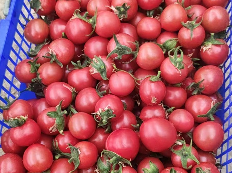 奉贤优质樱桃番茄快来尝鲜